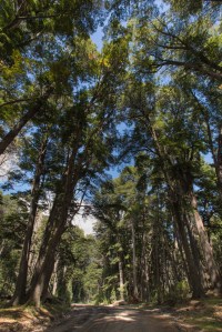 Recorriendo los caminos del parque nacional de los Alerces entre milenarios Alerces.