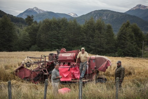Miguel y su hijo Poli cosechan la avena en los valles de Futaleufú