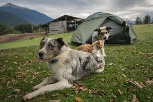 Los perros siempre cuidan de mi tienda, lo único malo es que siempre la mean para marcarla. pero con esta imagen, no hay quien se enfade con ellos.