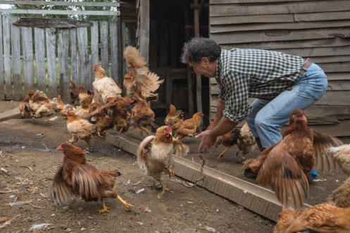 Hoy cenamos gallina.