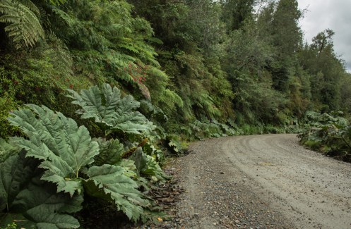 100% Carretera Austral. entre Nalcas y Helechos gigantes me dirijo hacia el pueblo de Puyuhuapi.