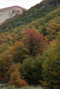 Los arboles comienzan a ponerse los trajes de gala para la fiesta del otoño. Rojo, amarillo, naranja y algunos aun de verde visten las montañas de color en estos dias.