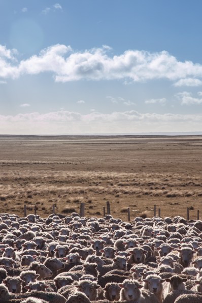 Tres texturas fundamentales en la parte norte de Tierra del Fuego. Ovejas, pampa y cielo.