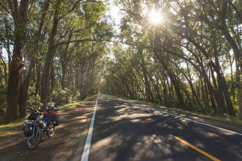 Camino hacia a Cidreira una magnífica sombra hacen más agradables las pedaladas.