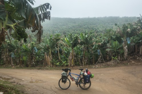 Campos de bananeras. Caminos que solo los hombres del campo conocen.