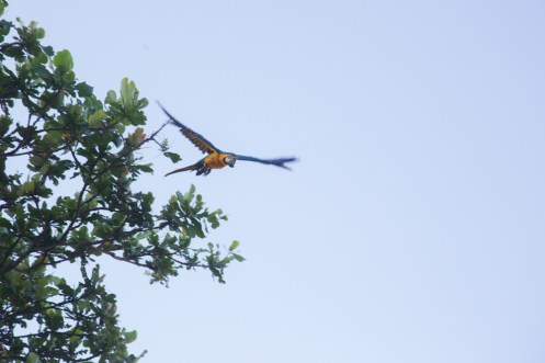 Un guacamayo vuela sobre mi cabeza al salir de mi carpa en la mañana.