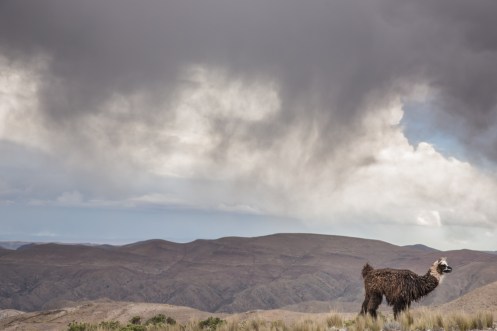 Estoy llegando al altiplano, ya hay llamas.