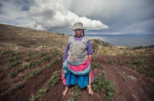 Victoria cultiva descalza su terreno de Patatas sobre el lago Titicaca.