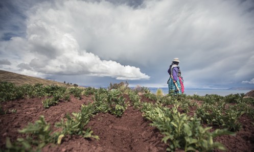 Victoria cultiva su terreno de Patatas sobre el lago Titicaca.