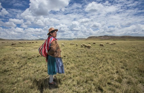 Juana pastorea en la pampa del altiplano peruano sus ovejas.