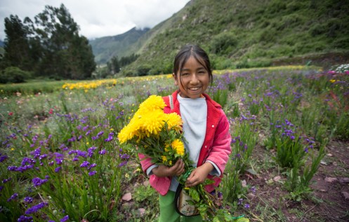 Maria Fernanda tiene 10 años y trabaja con sus padres cosechando flores en el pueblo de Urco. Su nombre artístico es "Rosita de Calca" una gran cantante que desborda talento.