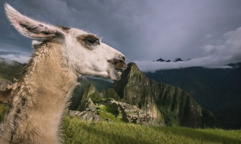Las llamas pastan tranquilamente a lo largo de la ciudadela del Machu Pichu. 