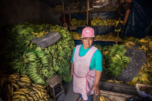 Roberta separa los plátanos verdes de los maduros para mandar a las tiendas de Cuzco.