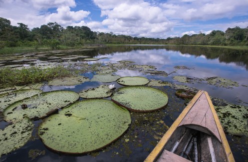 La planta de Victoria Regia se puede ver en las lagunas.