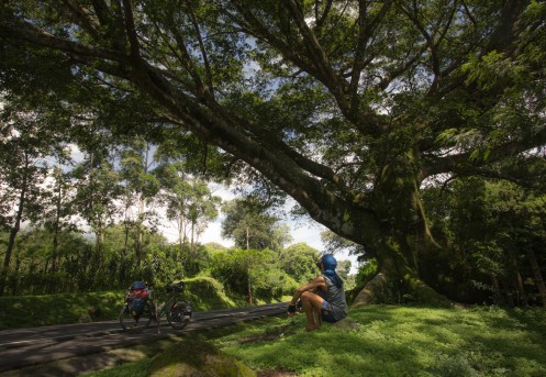 Arboles inmensos a la vera del camino que me obligan a descansar un rato bajo sus ramas.