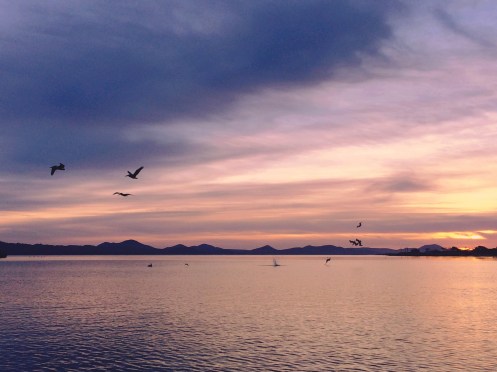 Despertarse con el sonido de los pelícanos pescando es la mejor melodía de despertador que haya tenido jamás. Iphone photo.