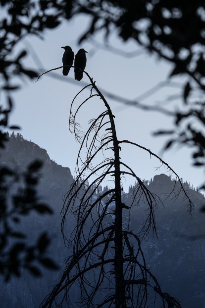 Dos cuervos tontean al atardecer sobre el valle de Yosemite.