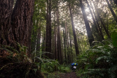 Tatacoa bajo los inmensos Rewood antes de montar el campamento.