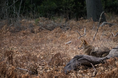 Son muchos los animales que podemos ver por el valle atraídos por la comida.