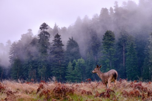 Me despierto con el sonido de la lluvia sobre la carpa, abro la cremallera y asomo mi cabeza para echar un mirada afuera. Es un día maravilloso le digo a Bea.