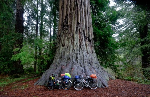 Atravesamos los bosques de redwoods más altos del mundo. Mojados, muy mojados. 
