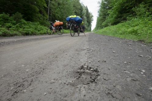 Huellas de Osos, muchas huellas de osos y cacas nos recuerdan que aqui no mandamos nosotros.
