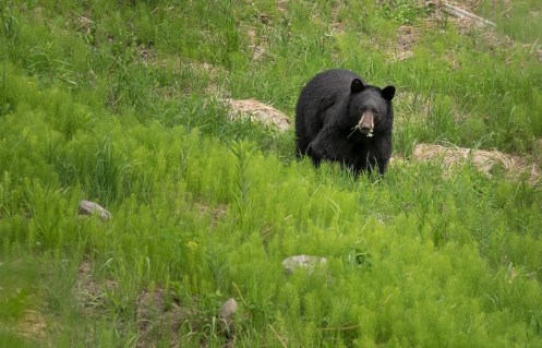Han sido muchos los osos que hemos visto en el camino pero pocos los fotografiados. Hemos de tener cuidado de no acercarnos mucho y cuando de pronto los sorprendemos al borde de la carretera comiendo a menos de tres metros de nosotros no debemos por ningún motivo. Pero este estaba lejos, y para alcanzarnos tenia cuesta arriba asi que paramos a disfrutar de sus pausados movimientos.