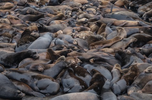La costa pacífica esta llena de leones marinos, y casi siempre se juntan en grandes grupos a descansar.