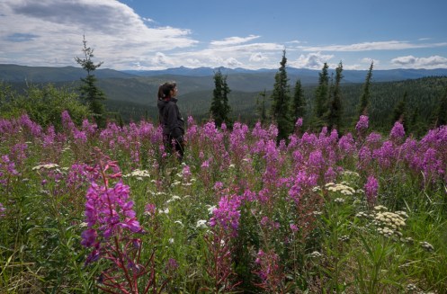 Los frecuentes incendios del verano dan paso a estos maravillosos paisajes en los que la fireweed (hierva del fuego) es la primera en crecer.