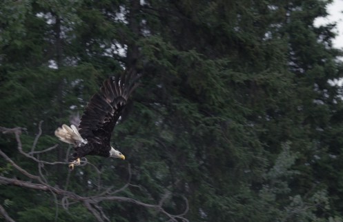 Un aguila calva pesca en el rio Yukon sobre nuestras cabezas.